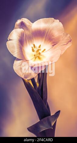 Getönte Nahaufnahme von rosa Tulpenknospen Stockfoto