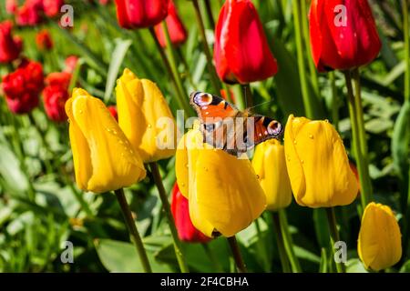 Tulpenbett mit Regentropfen und Schmetterling Stockfoto