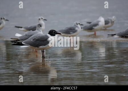 Selektiver Fokus auf eine reife Lachmöwe (Leucophaeus atricillain) Mit seinem Wintergefieder Stockfoto