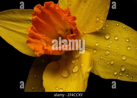 Gelbe Narzisse (Narcissus tazetta) Blütenblüte auf schwarzem Hintergrund Stockfoto