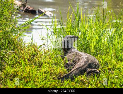 Eine große asiatische Monitor Eidechse - Varane auf dem Gras In der Nähe der Riverbank Stockfoto