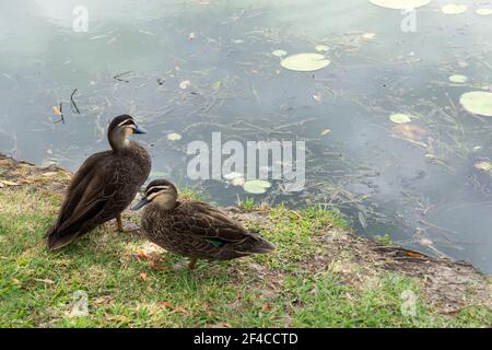 Zwei einheimische australische Pazifik-schwarze Enten, anas superciliosa, ruhen auf dem grasbewachsenen Rand eines Sees. Stockfoto