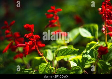 Scharlach Salbei, Salvia splendens, Vista Red, tropischer Salbei, leuchtend rote Blüten und grüne Salbeiblätter im Frühjahr, Nahaufnahme Stockfoto