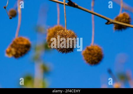 Früchte auf den Ästen eines platanus oder platanus im Park, früher Frühling an einem warmen sonnigen Tag, heller schöner Hintergrund. Stockfoto