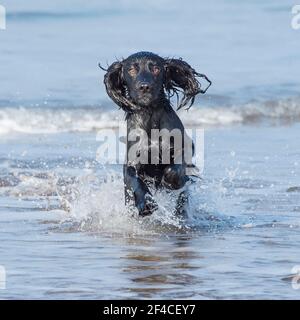 English Cocker Spaniel Stockfoto