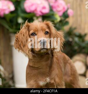 English Cocker Spaniel Stockfoto