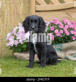 englischer Cocker Spaniel Welpen Stockfoto