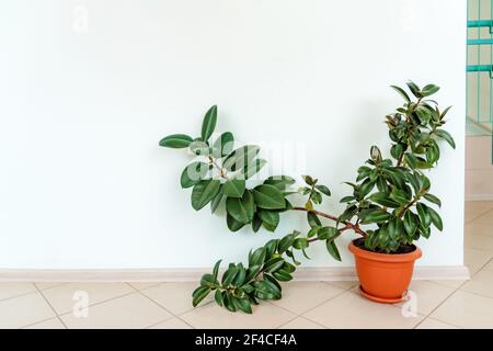 Großer Ficus elastischer Pflanzengummibaum in braunen Blumentöpfen, die im Büro auf dem Boden stehen. Stockfoto