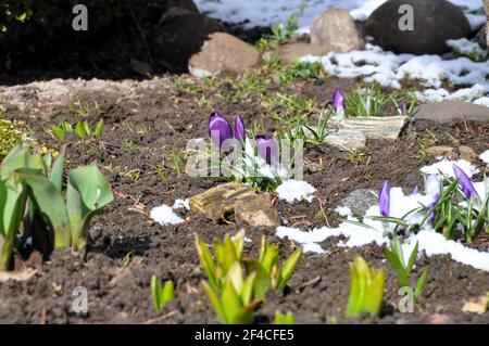 Frühling lila Krokus Aufnahmen zwischen Schnee und anderen Blumen, Polen Stockfoto