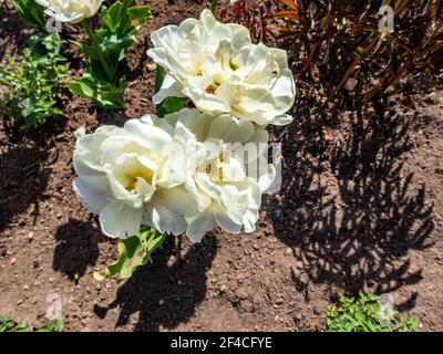 Die Blumen Der Wildrose Medizin. Blühender Wilder Rosenbusch. Rose Hüfte Blumen close-up. Stockfoto
