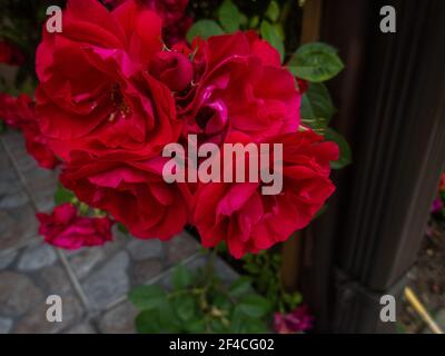 Die Blumen Der Wildrose Medizin. Blühender Wilder Rosenbusch. Rose Hüfte Blumen close-up. Stockfoto