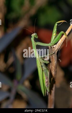 Gottesanbeterin oder Gottesanbeterin (lat. Mantis religiosa) ist ein großes hämimetabolisches Insekt in der Familie der Mantidae ('Mantiden') Stockfoto