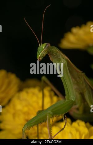 Gottesanbeterin oder Gottesanbeterin (lat. Mantis religiosa) ist ein großes hämimetabolisches Insekt in der Familie der Mantidae ('Mantiden') Stockfoto