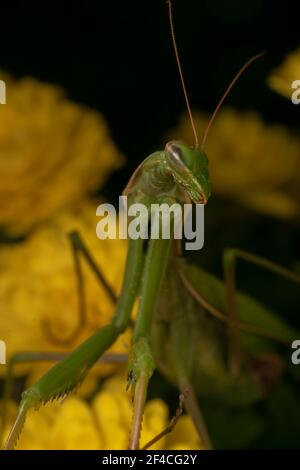 Gottesanbeterin oder Gottesanbeterin (lat. Mantis religiosa) ist ein großes hämimetabolisches Insekt in der Familie der Mantidae ('Mantiden') Stockfoto