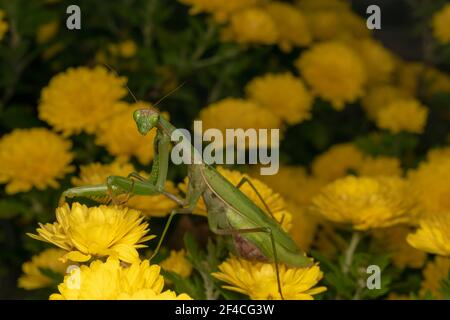 Gottesanbeterin oder Gottesanbeterin (lat. Mantis religiosa) ist ein großes hämimetabolisches Insekt in der Familie der Mantidae ('Mantiden') Stockfoto