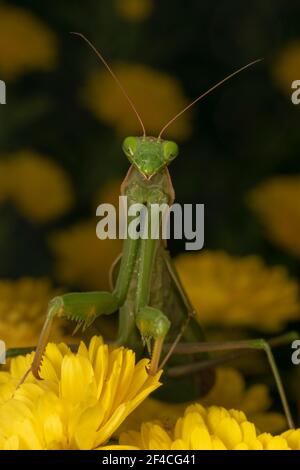 Gottesanbeterin oder Gottesanbeterin (lat. Mantis religiosa) ist ein großes hämimetabolisches Insekt in der Familie der Mantidae ('Mantiden') Stockfoto