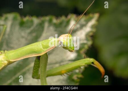 Gottesanbeterin oder Gottesanbeterin (lat. Mantis religiosa) ist ein großes hämimetabolisches Insekt in der Familie der Mantidae ('Mantiden') Stockfoto