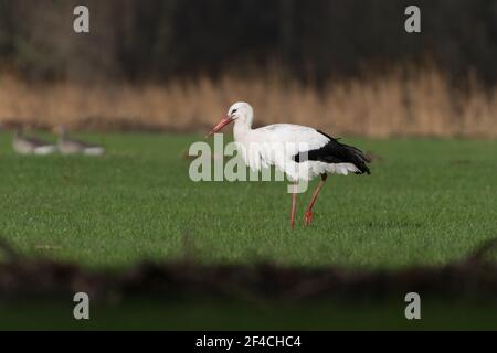 Weißstorch auf der Wiese, fotografiert in den Niederlanden. Stockfoto