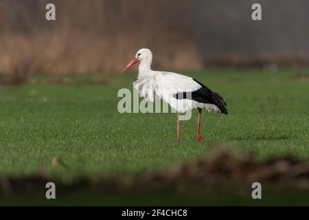 Weißstorch auf der Wiese, fotografiert in den Niederlanden. Stockfoto