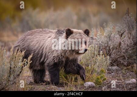 Grizzly Bärenjunge in Lamar Valley, Yellowstone National Park, Wyoming, USA. Stockfoto