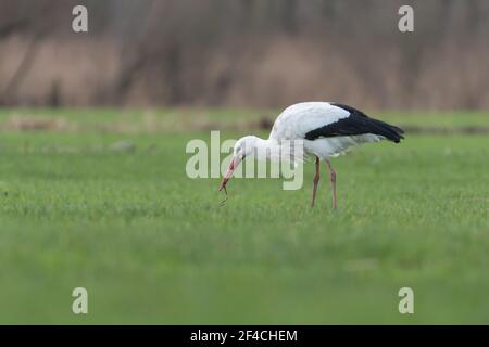 Weißstorch auf der Weide, der Regenwürmer frisst, fotografiert in den niederlanden. Stockfoto