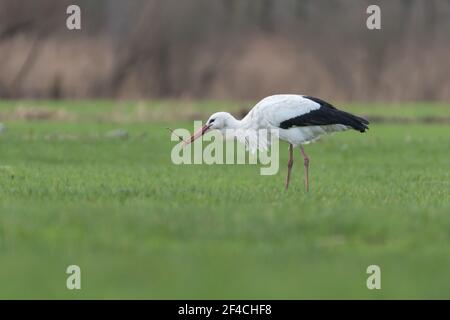 Weißstorch auf der Weide, der Regenwürmer frisst, fotografiert in den niederlanden. Stockfoto