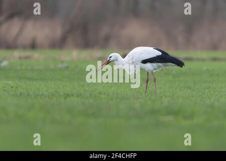 Weißstorch auf der Weide, der Regenwürmer frisst, fotografiert in den niederlanden. Stockfoto