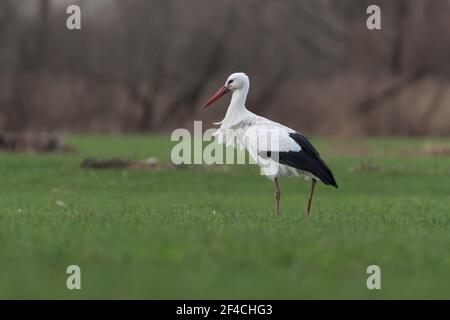 Weißstorch auf der Wiese, fotografiert in den Niederlanden. Stockfoto