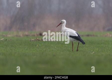 Weißstorch auf der Wiese, fotografiert an einem regnerischen Tag in den Niederlanden. Stockfoto