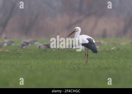 Weißstorch auf der Wiese, fotografiert an einem regnerischen Tag in den Niederlanden. Stockfoto