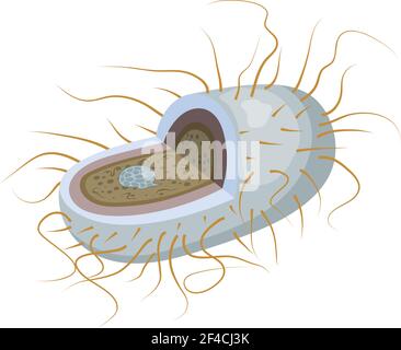 Vektordarstellung von Bakterien im Abschnitt. Mikroorganismus ist auf weißem Hintergrund. Isolieren. Abstrakte Bakterien, Mikroben. Fachbiologie Stock Vektor