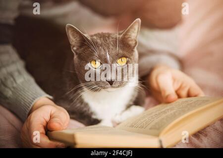 Eine niedliche graue Hauskatze liegt mit einem Mann auf dem Bett und beide lesen ein altes Interessantes Buch. Selbstentwicklung. Zeit mit einem Haustier verbringen. Stockfoto