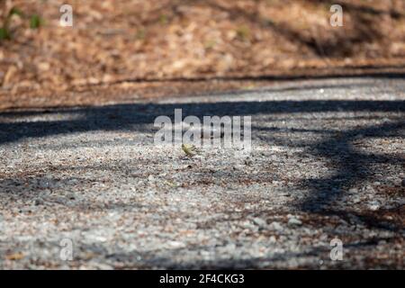 Zwergwaldsänger (Setophaga pinus), der auf einer Schotterstraße landet Stockfoto