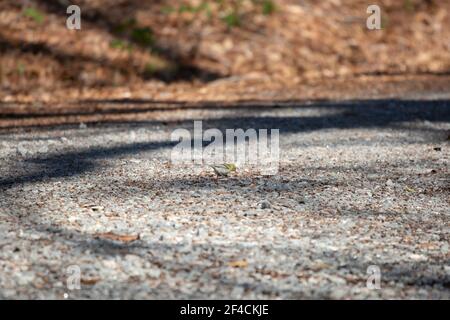 Waldsänger (Setophaga pinus) auf einer Schotterstraße Stockfoto