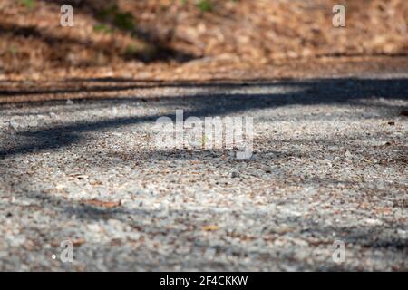 Waldsänger (Setophaga pinus) auf einer Schotterstraße Stockfoto