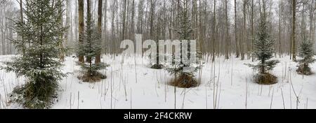 Panorama-Bild der kleinen Tannen stehen im schneebedeckten Park bei bewölktem Wetter, Nadeln der Tanne der grünen Farbe, das Holz ohne Blätter, Schwarz Stockfoto