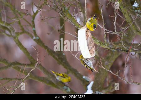 Eurasischer Siskin, der sich von Samen ernährt, die an einem Baumzweig in einem donut-förmigen Gehäuse hängen. Kleine bunte Vögel kämpfen um Nahrung. Europäische Tierwelt. Stockfoto
