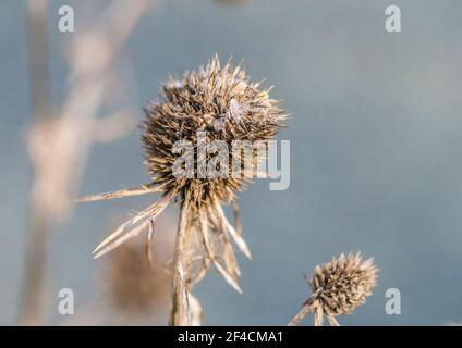 Eine Makroaufnahme eines Seetrauchkopfes. Stockfoto