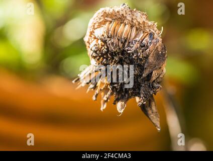 Eine Makroaufnahme des verfallenden Blütenkopfes einer Sonnenblume. Stockfoto