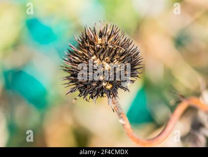 Eine Makroaufnahme des übrig gebliebenen Samenkopfes aus einer Echinacea-Blüte. Stockfoto