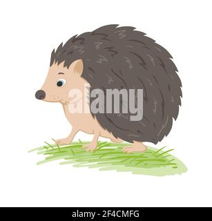 Cute Vektor Wald Igel in einem grünen Gras auf einem Weißer Hintergrund Stock Vektor