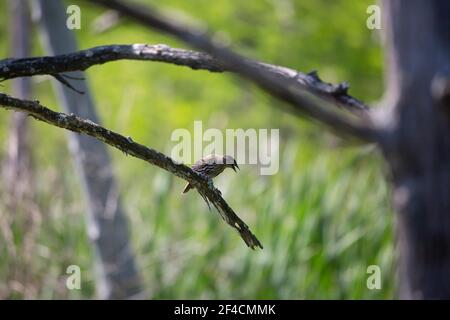 Weibliche Rotflügelamsel (Agelaius phoeniceus) Rufen von einem sterbenden Baumzweig Stockfoto