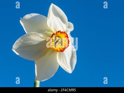 Ein Makroschuss eines Fasanen-Augendaffodils gegen einen blauen Himmel. Stockfoto