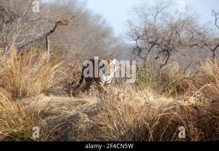 Bengaler Tiger, der einen Kamm im Ranthambhore National Park, umgeben von seinem natürlichen Lebensraum, rastet. Stockfoto