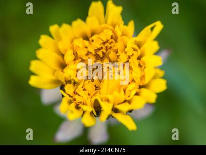 Eine Makroaufnahme eines gelben Löwenzahn blühen. Stockfoto