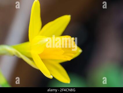 Eine Makroaufnahme einer einzelnen Narzissen-Tete-a-Tete-Blüte. Stockfoto
