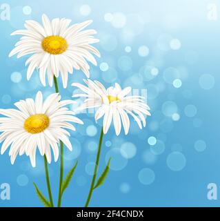 White Daisy Blumen auf einem blauen Himmel Hintergrund. Spring floral background. Vector Illustration. Stock Vektor