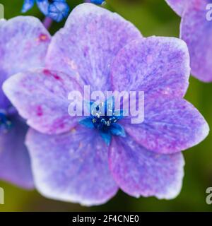 Eine Makroaufnahme einer blauen lacecap Hortensie Blume. Stockfoto