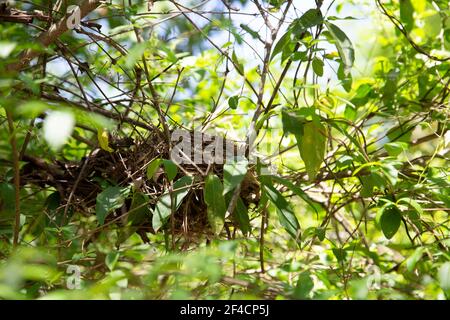Amerikanischer Rotkehlchen (Turdus migratorius) Nest in einem Busch abgeschlossen Stockfoto