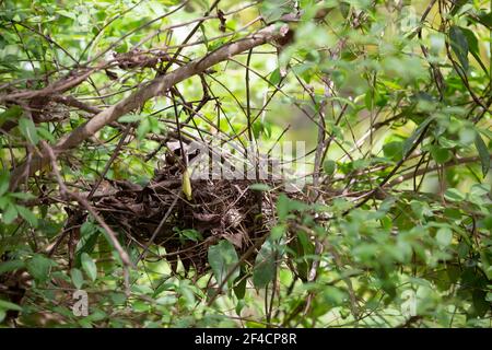 Amerikanischer Rotkehlchen (Turdus migratorius) Nest in einem Busch abgeschlossen Stockfoto